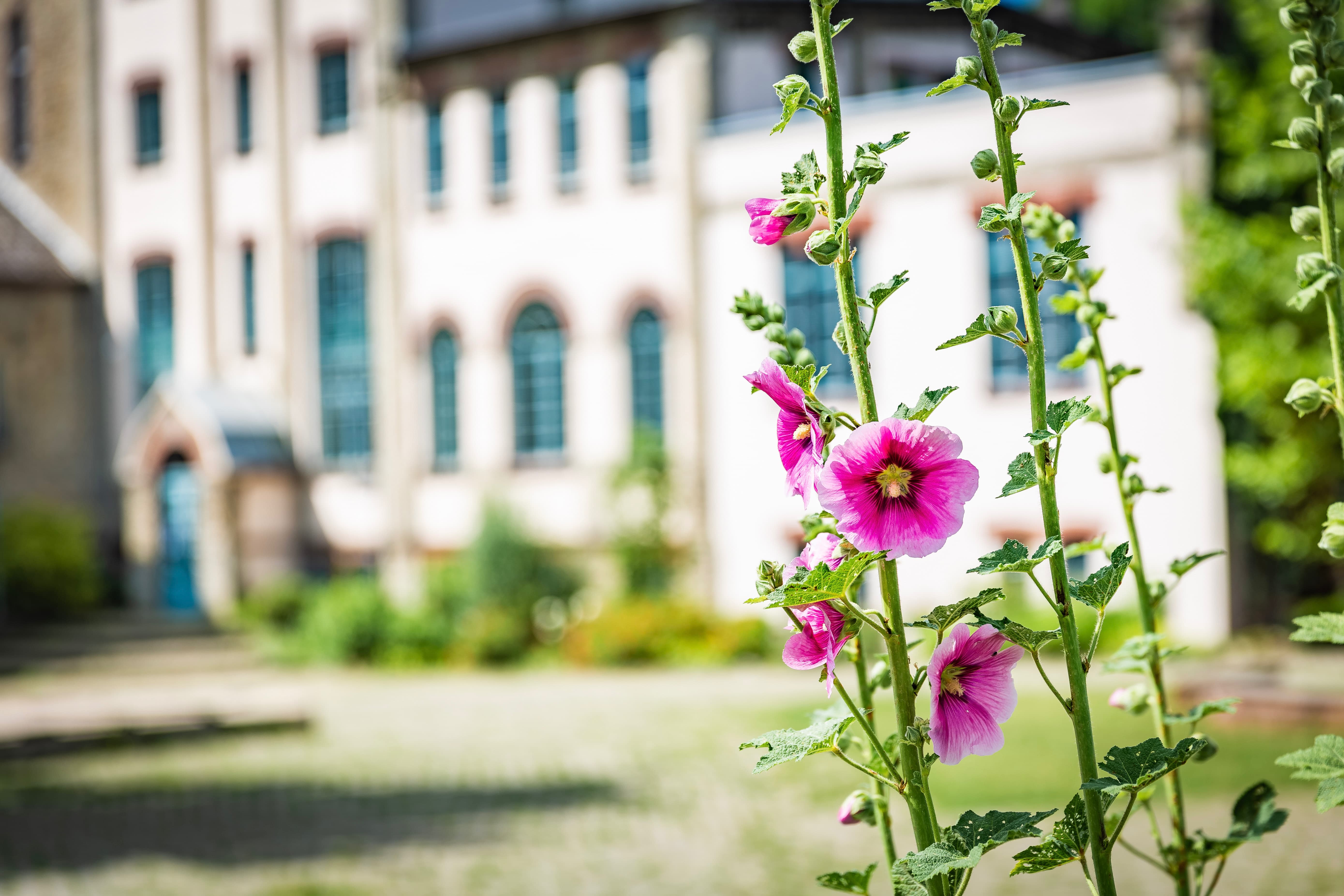 Über uns – Freie Waldorfschule Lippe-Detmold